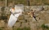 potd-owl-kestral_3491387k.jpg