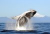 Una ballena jorobada salta frente a un volcán de Chile. R. Hucke-Gaete.jpg