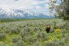 03-grizzly-bear-hunts-Mangelsen-3192.jpg