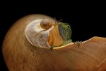 Un lagarto y un caracol compartiendo un lindo momento. Andi Halil -AGORA images.jpg