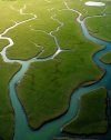 Esta imagen, que parece ser del Amazonas, fue tomada en Sussex Oriental, donde el río Cuckmere...jpg