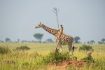 Dirk-Jan-Steehouwer_Monkey-riding-a-giraffe_00004268.jpg