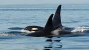 Orcas-imagen-archivo_1816929372_190022789_1200x675.jpg