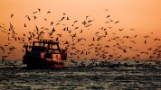 barco-pesca-gaviotas.jpg