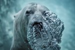 Fotografía impresionante de un oso polar exhalando bajo el agua..jpg