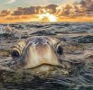 Una de las fotografías más bellas jamás capturadas por Philip Waller Photography..jpg