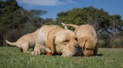 labrador-perro-960x539.jpg