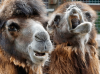 camelus-bactrianus_f4a8c0da.png