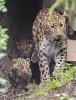 leopardos1_a8dd2272_1531x2000.JPG