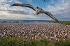 03-birds-NationalGeographic_2679647.jpg