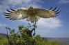 20-birds-NationalGeographic_2626690.jpg