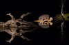 25-best-okavango-delta-hippo-grazing-night.jpg