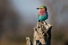 30-birds-NationalGeographic_2172226.jpg