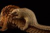 Pangolin_2356016_cropped_EN.jpg