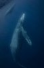 humpback-whale-calf-051.jpg