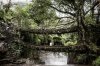 double-decker-living-root-bridge-meghalaya-india.jpg